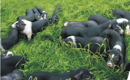 本土畜禽品种如何“突围”