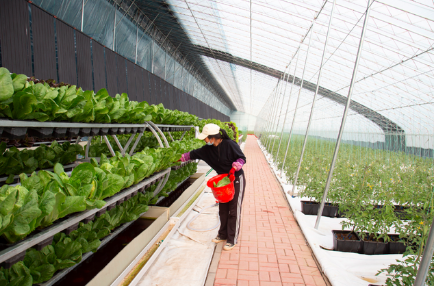 河北雄安新区大力发展都市型现代农业