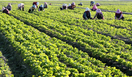 云南特色农业强省建设成效渐显