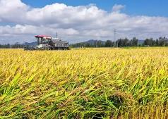 全国早稻已收获28.7% 南方主产区收割作业有序推进