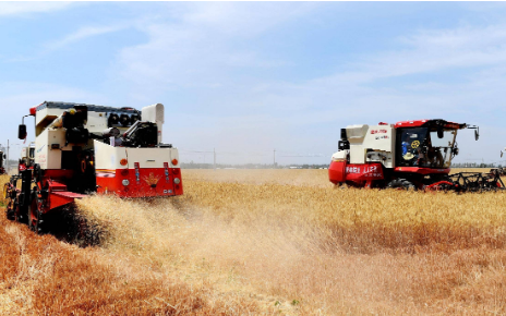 1498.6万吨！河北夏粮喜获丰收！实现面积、单产、总产“三增”