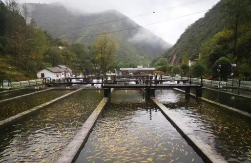 陕西商洛推动冷水鱼产业提档升级