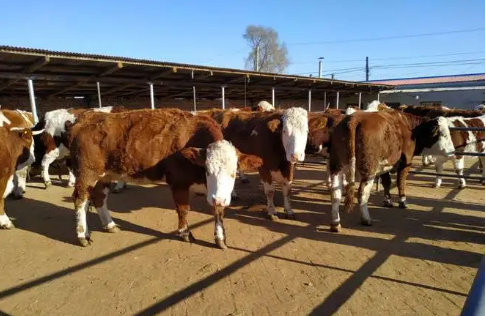 从“吉牛云”到“吉牛帮”看数字化助力吉林省肉牛产业发展