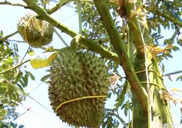规模化试种、国产鲜果面市 “榴莲自由”还有多远？