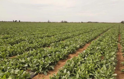 新疆中药材种植步入产业发展“新赛道”