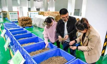 甘肃陇南：“可追溯”助力中药材产业发展