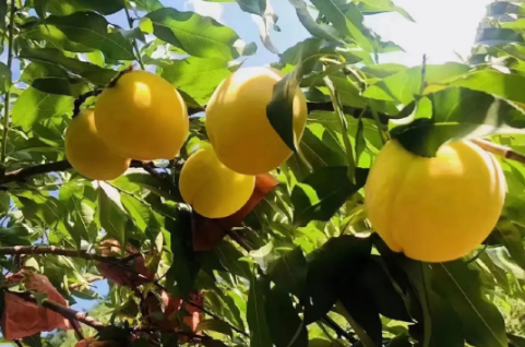 湖南“两品一标”总数居全国前列