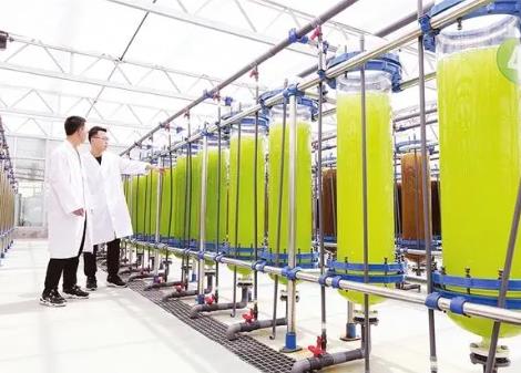 我国率先实现“藻蛋白”工业化生产