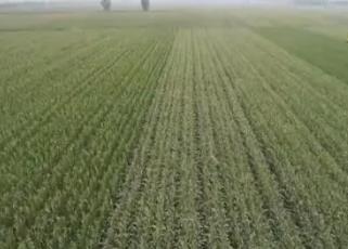 粮食主产区迎丰收 规模化经营 为好技术找到用武之地
