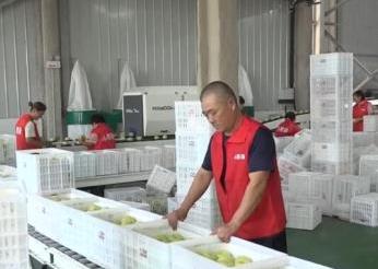 两季有鲜果、四季有产品 小酥梨带动当地果蔬冷链产业发展