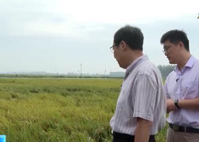 农作物生长形势明显好于常年 辽宁多举措支撑粮食稳产增产