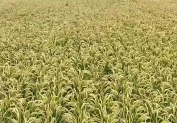 “稻田养蟹”一地双收 昔日“不毛之地”变身今日“鱼米之乡”