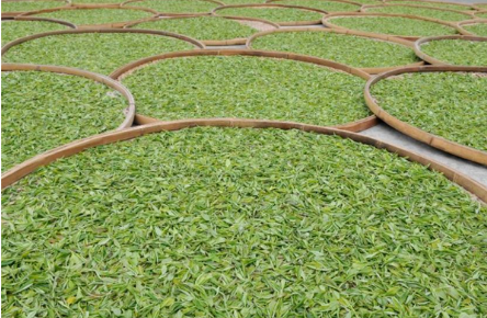 贵州石阡苔茶十一项团体标准发布实施