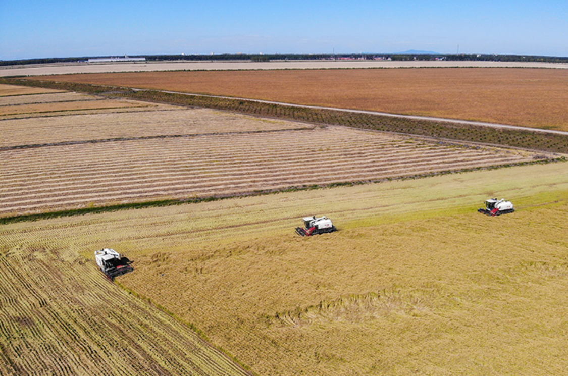 “丰”景如画 满载希望——全国粮食主产区保秋收见闻