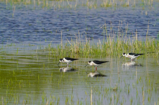 河润齐鲁气象新——山东推动黄河流域生态保护和高质量发展纪实