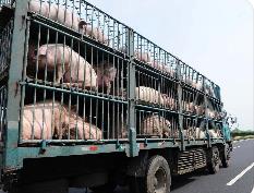 《生猪运输管理技术要求》国家标准2024年4月起实施