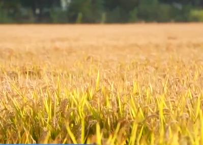 各地秋收加速推进 秋种进展顺利