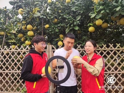 苍南：金秋十月“柚”飘香 助农增收产业旺