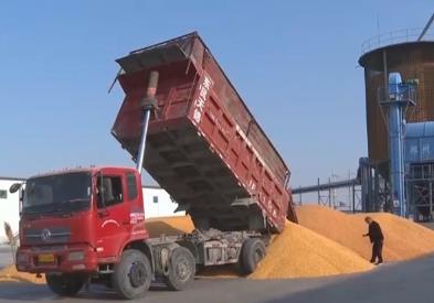 各地秋粮收获加速推进 多举措保障秋冬种提质增效