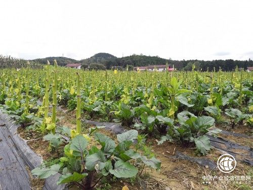 湖北兴山：服务烟农心连心为民增收添新路