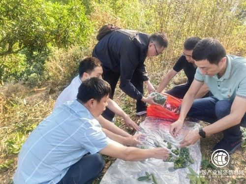 莆田城厢：助力“农闲”创新收  房前屋后兴“农忙”