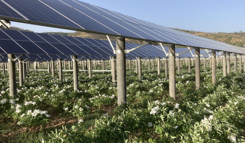 山东：“农光互补”一地两用实现“借光生金”