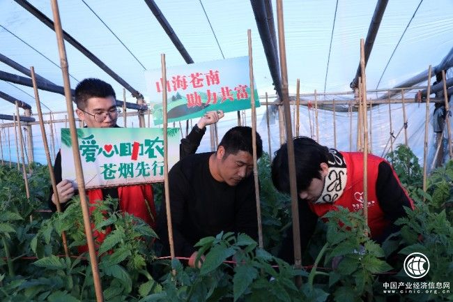 苍南：直播带货拓销路 助农增收产业旺