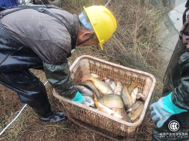 远安烟草驻村工作队助力水产养殖业发展