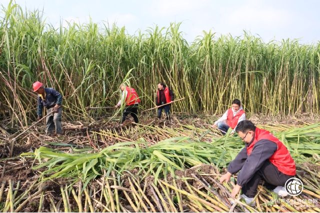 乡间田地助农忙“溢”起帮扶暖人心