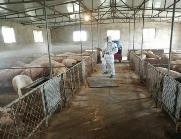 青海创建省级以上动物疫病净化场8家