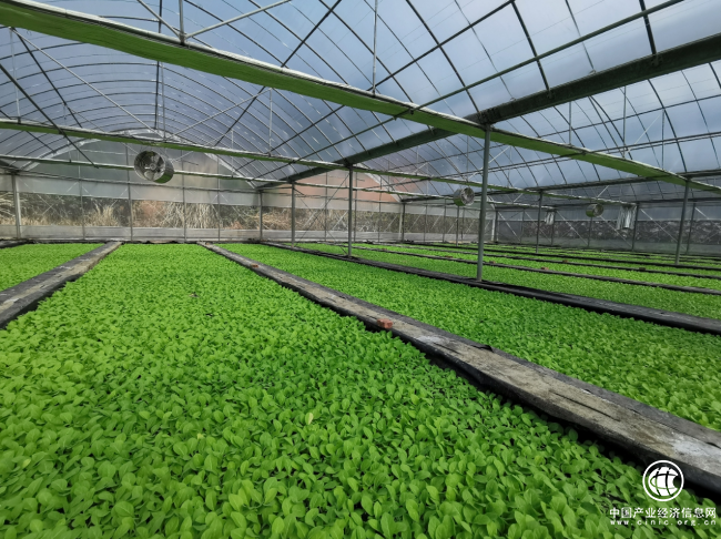 湖南宜章：种烟大户“大而强” 烤烟产业“优且壮”