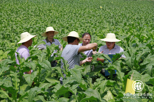 从“关键变量”到“最大增量” ——看湖南中烟如何激发“第一生产力”