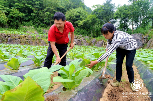 宋秀华：带领村民种烟致富的金钥匙