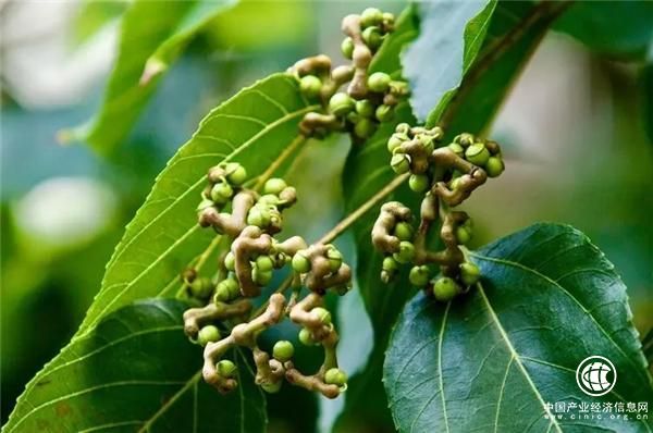 “枸酱”与四面山