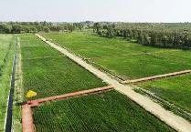 内蒙古发展绿色农业经济