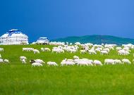 内蒙古：提升牧区文化获得感