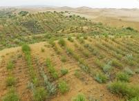 十年来，内蒙古累计造林、种草、防沙治沙规模都居全国首位