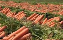 各地蔬菜基地与农贸市场齐发力 确保节前“菜篮子”供应量足价稳