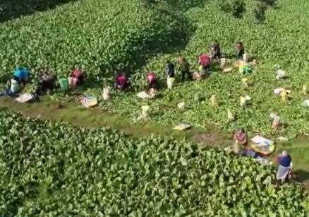 春暖花开农事忙 希望的田野上奏响乡村振兴“活力乐章”