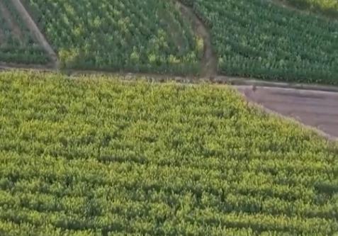 春管向“新”而行 一幅幅“科技春耕图”在广袤田野徐徐展开