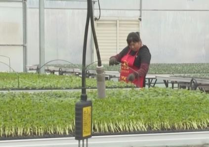 一部手机就能掌握育苗情况 “指尖上的春管”尽显农业高质量发展