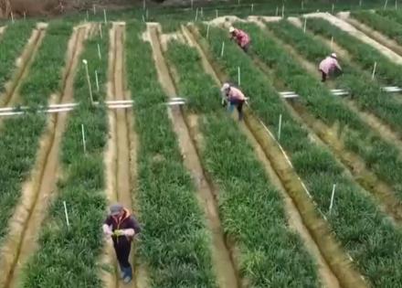 时令蔬果“抢鲜”上市丰富百姓餐桌 “数”“智”联动带来高收益