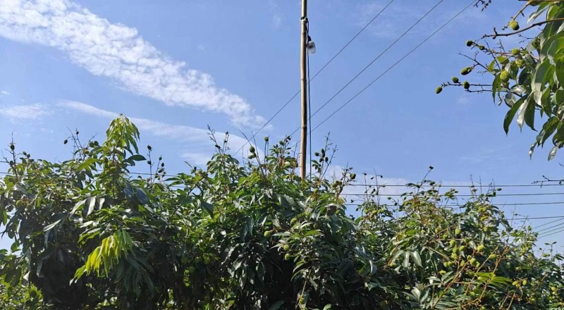 光驱避技术点亮绿色农业：荔枝蛀蒂虫防控率超97%