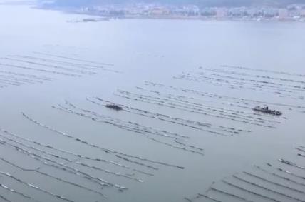 海产养殖步入收获季 海上牧场喜迎丰年盛景