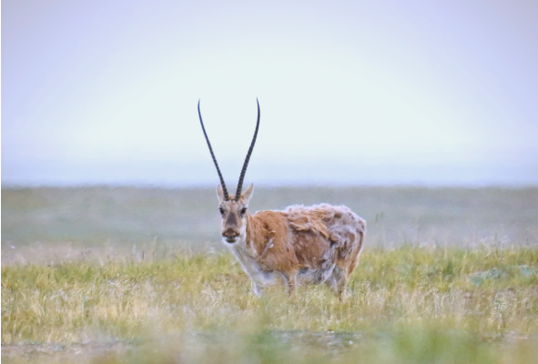 青海：野生动物数量逐步呈恢复性趋势