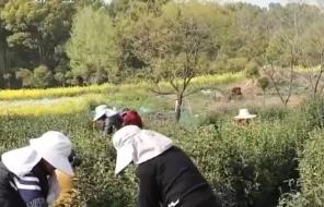 农事体验催热春日民宿经济 “民宿+产业”融合带动村民就业增收