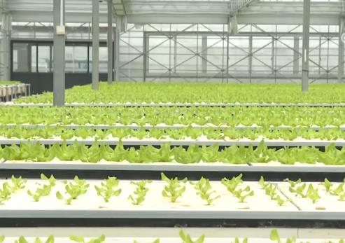 各地因苗因地施策 “科技+农业”的多彩春耕图正加速铺展