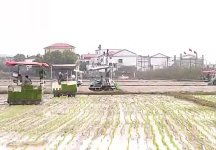 让麦田喝上“聪明水”、百合种植新技术……清明时节农事忙