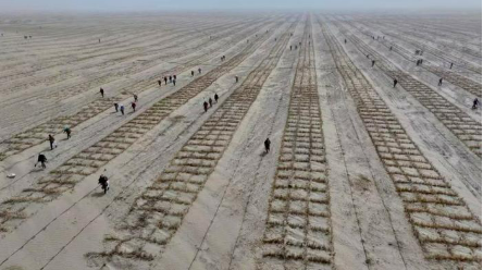 助力从沙漠“锁边”迈向“扩边”！138万株梭梭安家新疆若羌