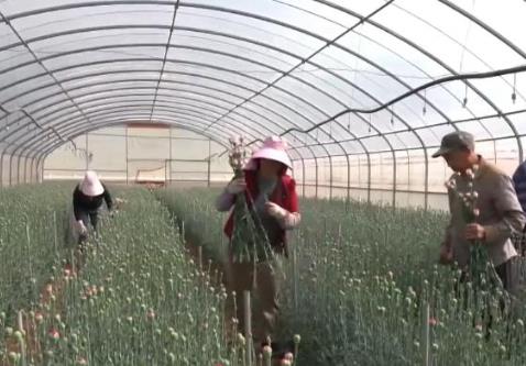 “鲜花经济”一路生花！我国花卉海外贸易持续增长 产业竞争力显著增强